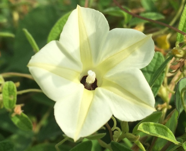 (Frequently Asked Questions) Women do not respond to turn-ons that apply to the penetrating male….