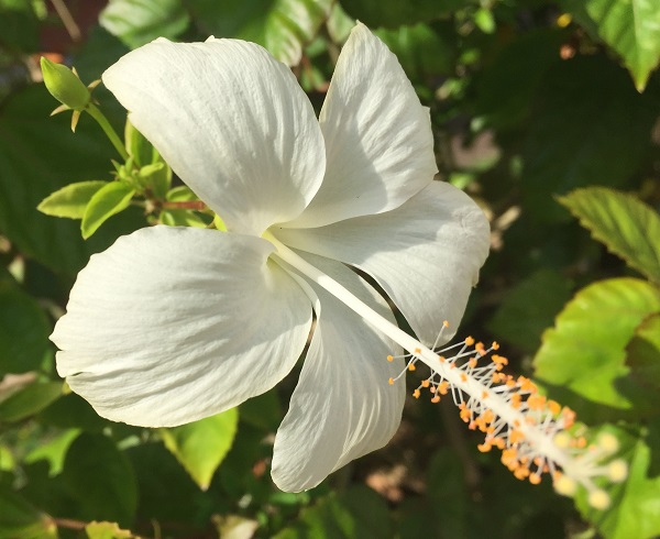 (Frequently Asked Questions) We assume that the anatomy that men are motivated to stimulate causes…