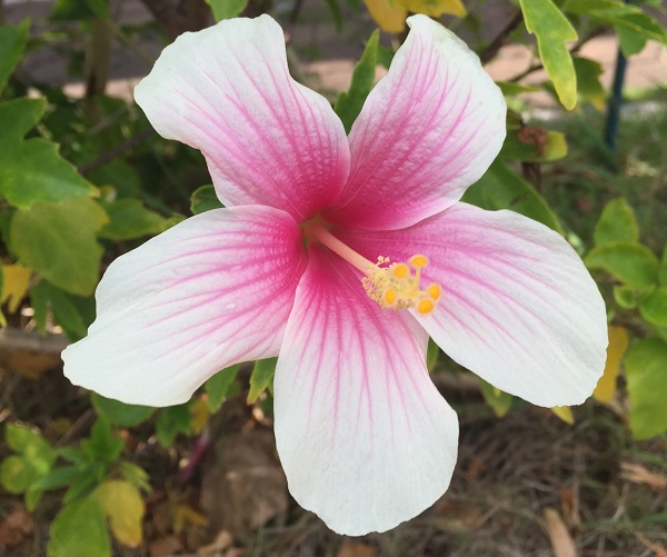 (Frequently Asked Questions) Men seem to think women cannot achieve their own orgasm. Is this…