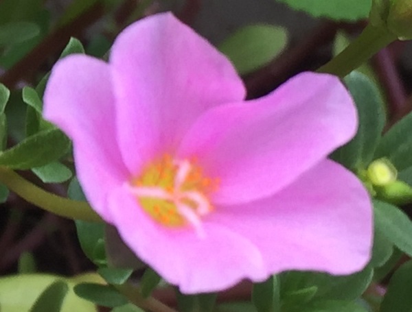 (Frequently Asked Questions) The average woman, who experiences orgasm, does so once every two to…