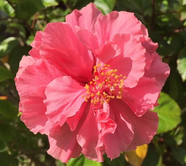 (Frequently Asked Questions) Apparently, only women need mechanical assistance to orgasm. But why is it…