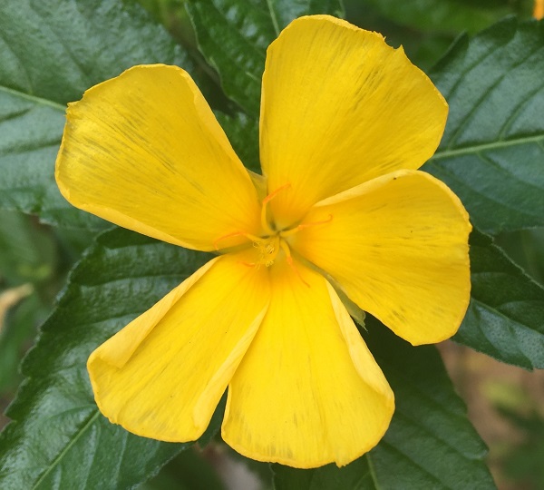 (Frequently Asked Questions) The function of female orgasm is assumed to be about male pleasure….