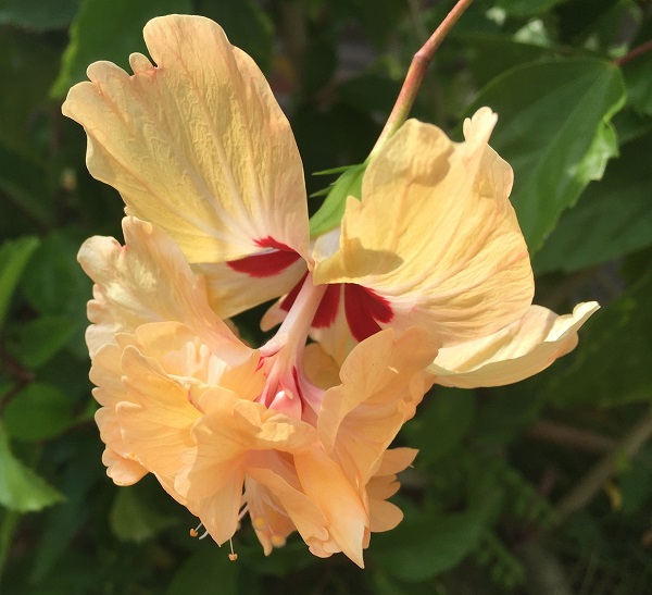 (Frequently Asked Questions) Female orgasm occurs most readily and reliably when a woman masturbates alone….