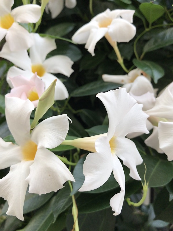 (Frequently Asked Questions) The question “Do you orgasm from intercourse?” implies this feat is possible….