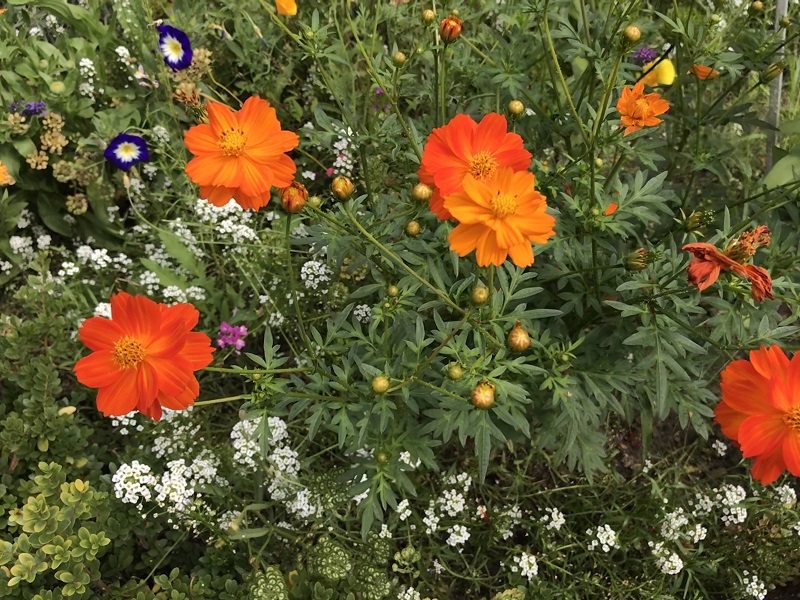 (Frequently Asked Questions) If women wanted intercourse as men do, they would be equally promiscuous….