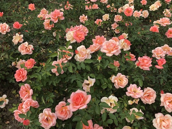 (Frequently Asked Questions) Sexologists propose endless theories for how women might orgasm from intercourse. Why…