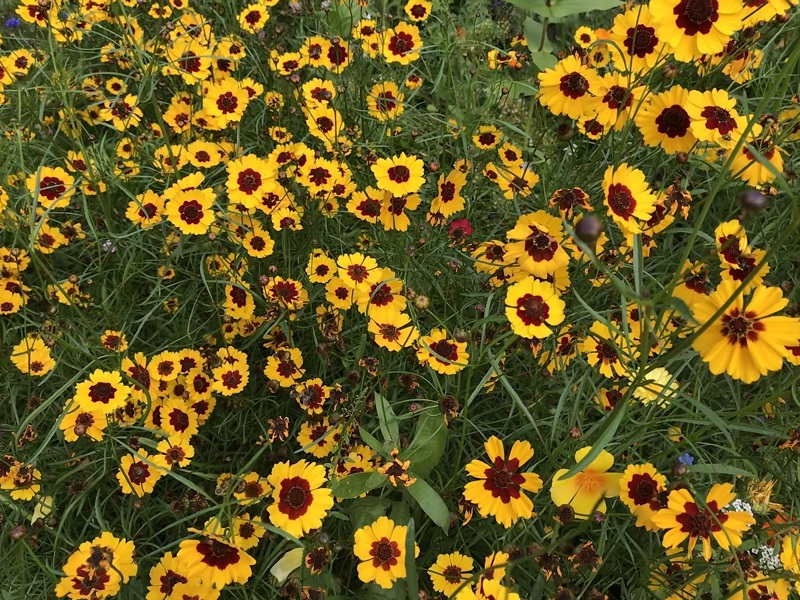 (Frequently Asked Questions) Only 1.5 percent of women who masturbate use vaginal insertion. Is this…