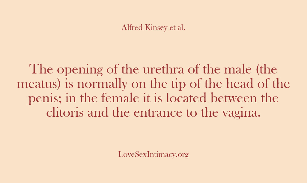 (Alfred Kinsey Female Sexuality) The opening of the urethra of the male (the meatus) is normally…