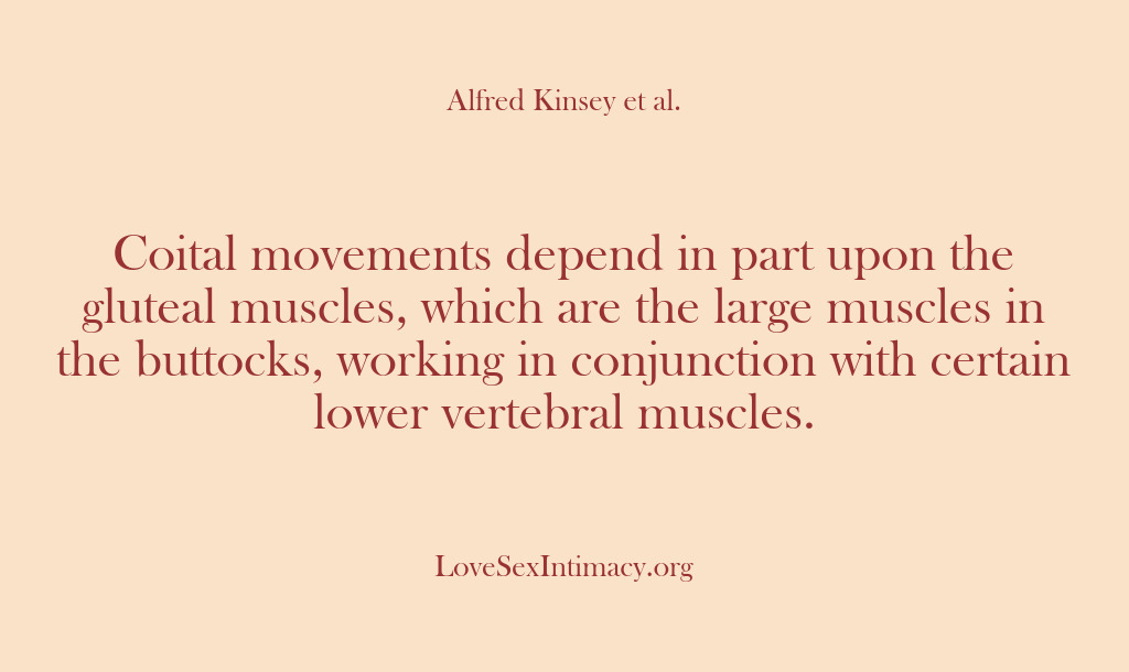 (Alfred Kinsey Female Sexuality) Coital movements depend in part upon the gluteal muscles, which are the…